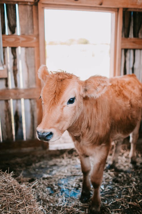 棕色小牛里面谷仓 · 免费素材图片