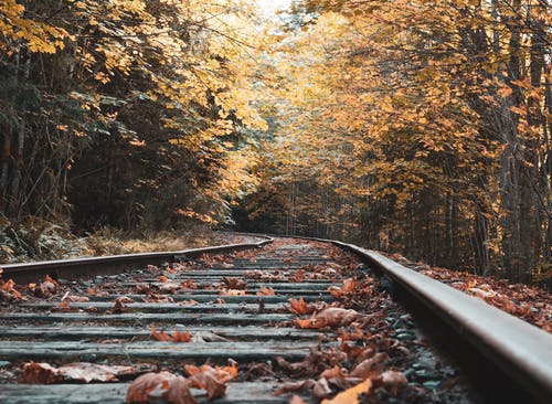 树木环绕的火车轨道的视线照片 · 免费素材图片