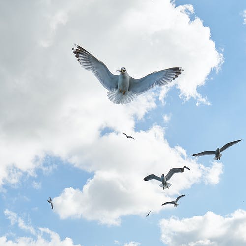 鸟飞的低角度摄影 · 免费素材图片