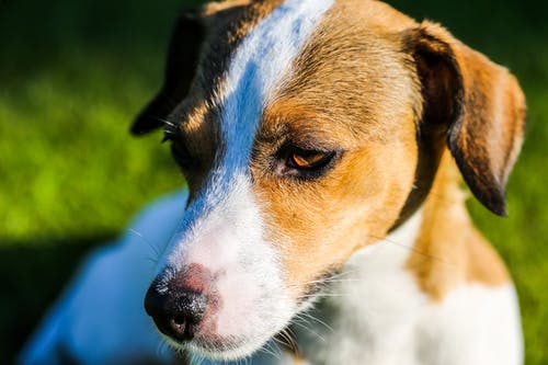 棕色和白色的狗的特写摄影 · 免费素材图片