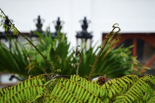 绿色蕨类植物聚焦摄影 · 免费素材图片