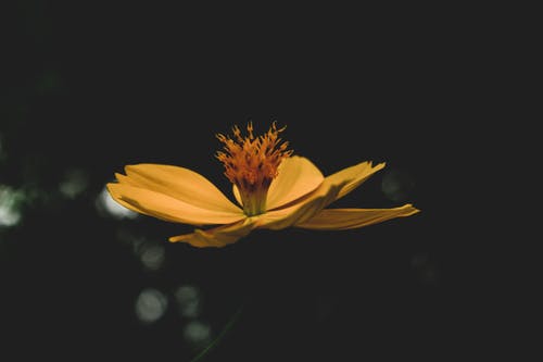 黄色花的选择性焦点照片 · 免费素材图片