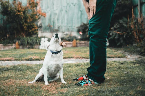 人站在绿色草地上的狗旁边 · 免费素材图片