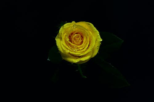 黄玫瑰盛开的特写照片 · 免费素材图片