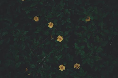 黄色的花的照片 · 免费素材图片