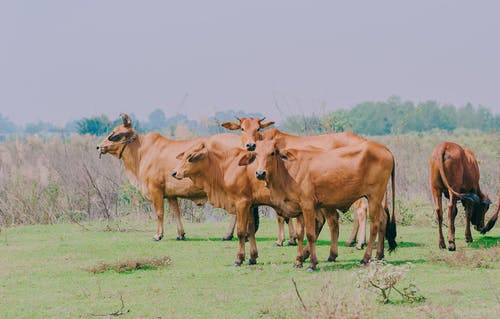 在绿色草地上的棕色牛 · 免费素材图片