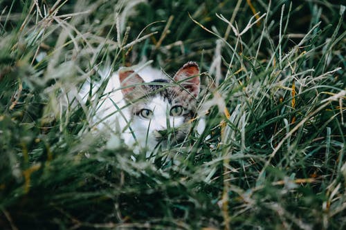 躺在绿草地上的白色和灰色的猫 · 免费素材图片
