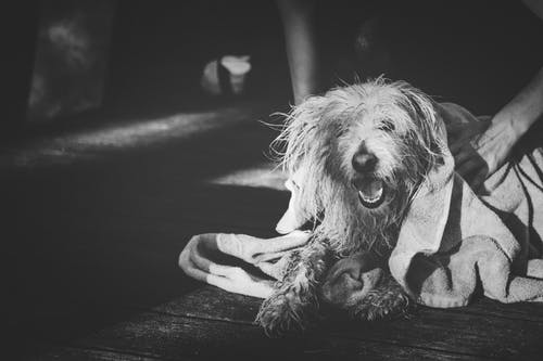 狗打哈欠的灰度摄影 · 免费素材图片
