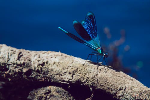 蓝色豆娘栖息在棕色树枝上的选择性聚焦摄影 · 免费素材图片