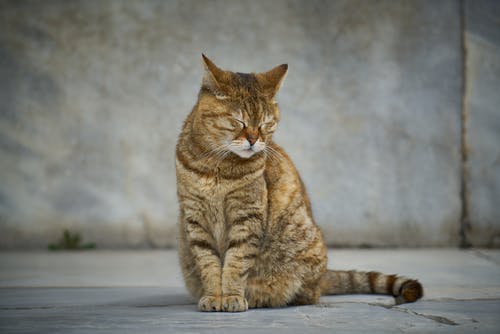 虎斑猫的特写照片 · 免费素材图片