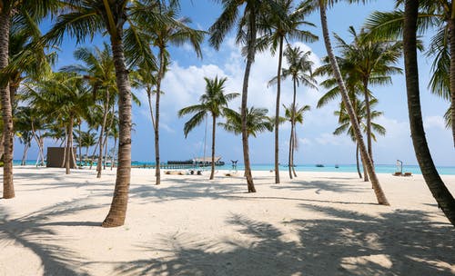 海滩和棕榈树的照片 · 免费素材图片