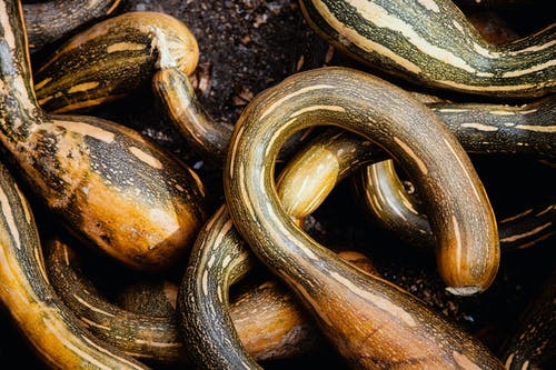 棕色蔬菜 · 免费素材图片