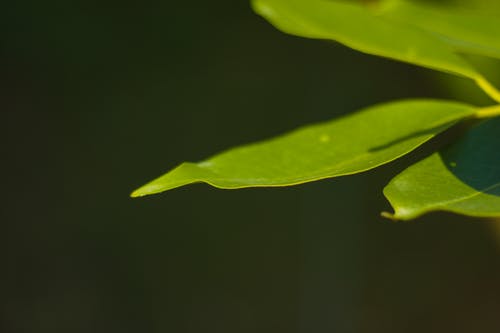 叶子的微距摄影 · 免费素材图片