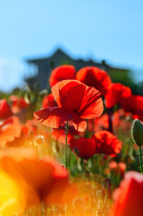 红色花朵的选择性聚焦摄影 · 免费素材图片