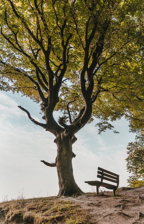 树旁边的棕色长椅 · 免费素材图片