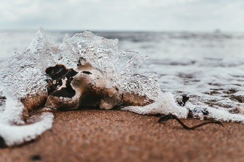 贝壳在海边 · 免费素材图片
