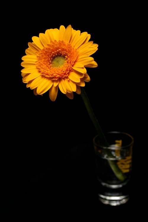 花瓶里的黄色花 · 免费素材图片
