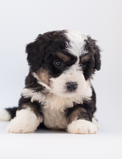 黑色和白色贵宾犬幼犬 · 免费素材图片