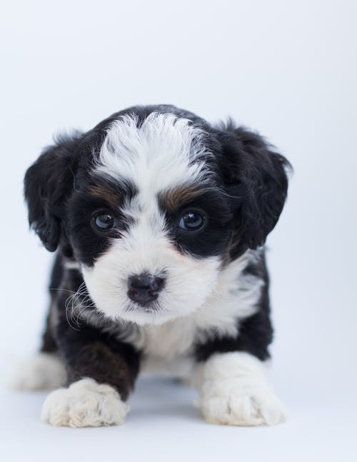 黑色和白色马耳他小狗 · 免费素材图片