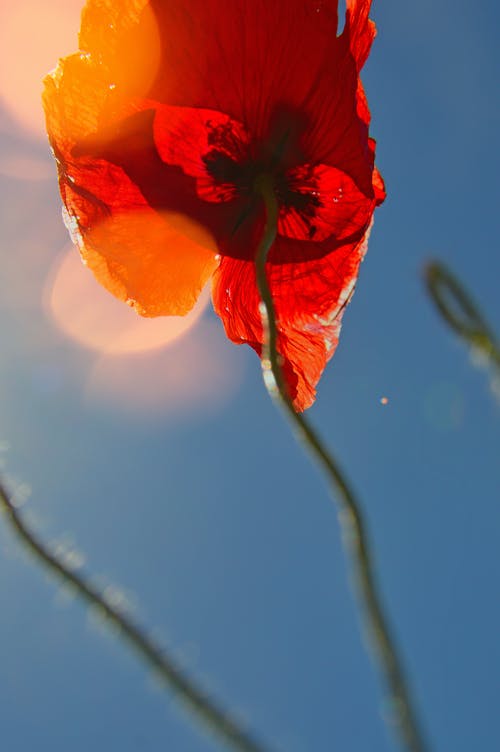 低角度摄影的红色罂粟花 · 免费素材图片