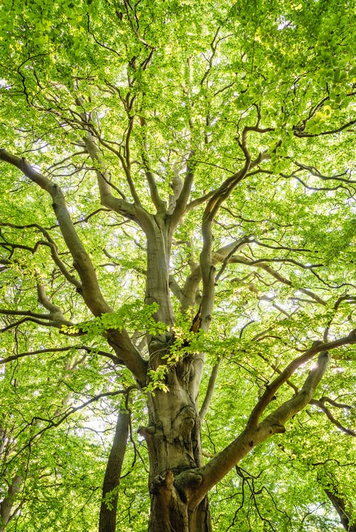 绿树的低角度拍摄 · 免费素材图片