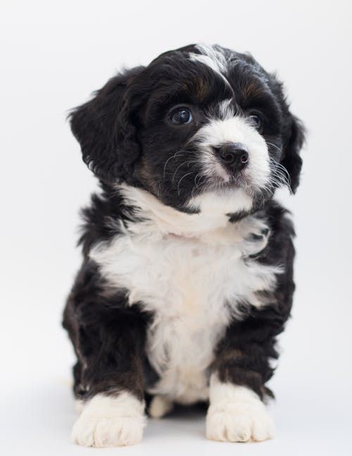 白色和黑色马耳他小狗 · 免费素材图片