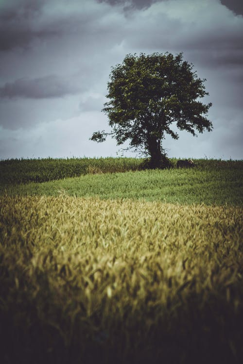 树的低光摄影 · 免费素材图片