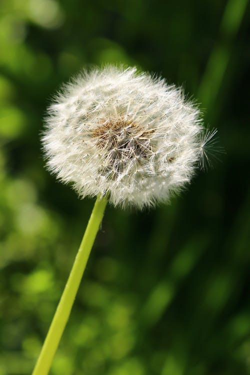 蒲公英的特写照片 · 免费素材图片