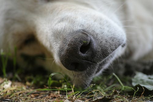 短涂白狗睡在绿色草地上的特写摄影 · 免费素材图片
