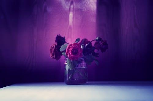 在透明玻璃罐子里的红玫瑰的照片 · 免费素材图片