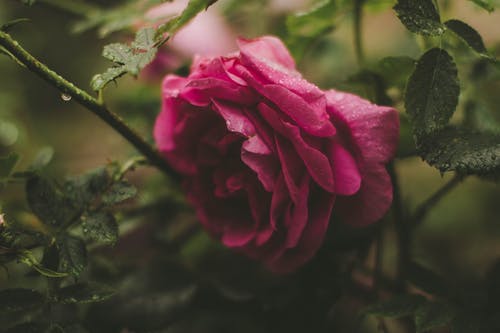 粉红玫瑰花朵的选择性聚焦摄影 · 免费素材图片