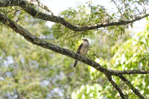 鸟在树枝上 · 免费素材图片