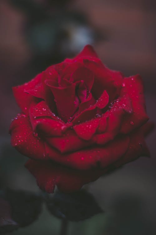 红玫瑰的选择性焦点照片 · 免费素材图片