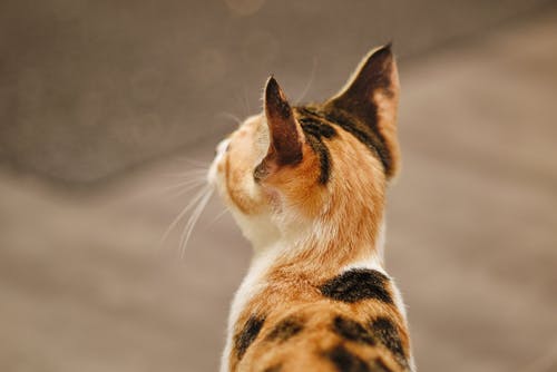印花布猫 · 免费素材图片