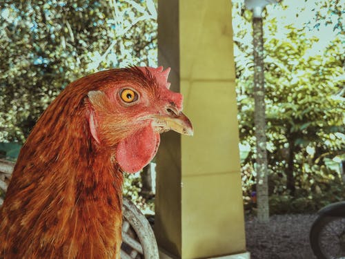 布朗鸡的选择性聚焦摄影 · 免费素材图片