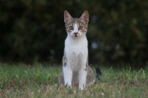 在草地上的棕色虎斑猫 · 免费素材图片