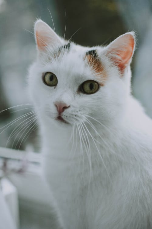 白猫的选择性聚焦摄影 · 免费素材图片