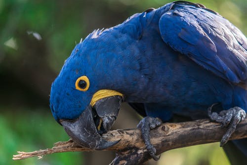 短嘴蓝鸟的特写 · 免费素材图片