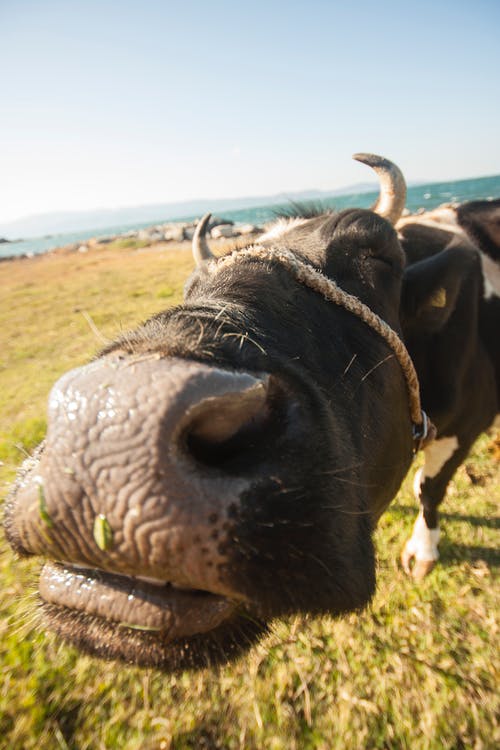 绿色和棕色草地上的黑白牛 · 免费素材图片
