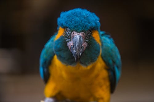 橙色和蓝色金刚鹦鹉鸟 · 免费素材图片