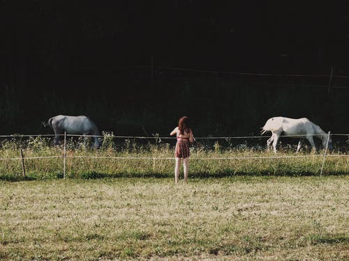 女人站在绿草地上的两个白马附近 · 免费素材图片