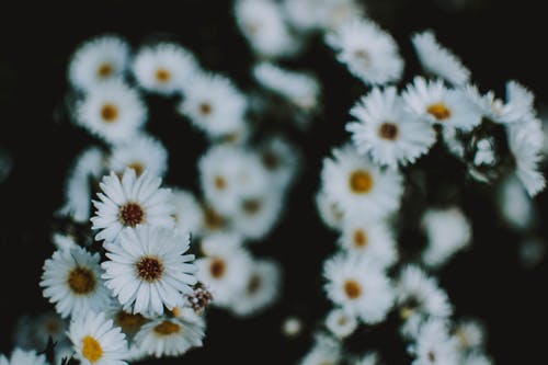 白花瓣洋甘菊花的特写照片 · 免费素材图片