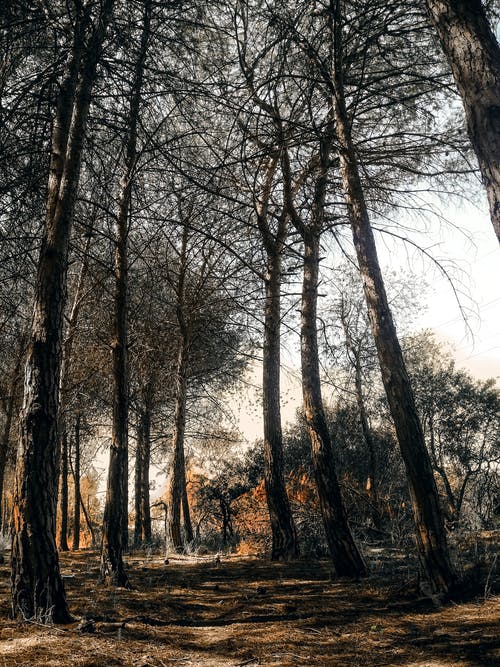 灰色天空下树木的低角度摄影 · 免费素材图片