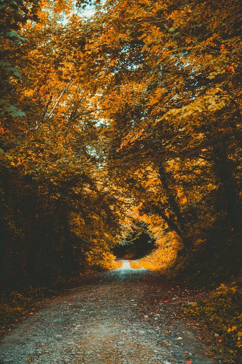 棕色叶子的树之间的空通路 · 免费素材图片