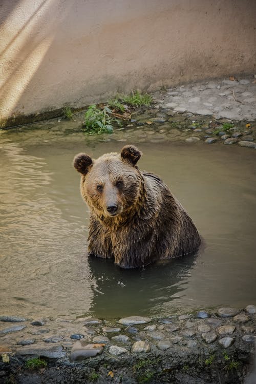 棕熊在水体上 · 免费素材图片