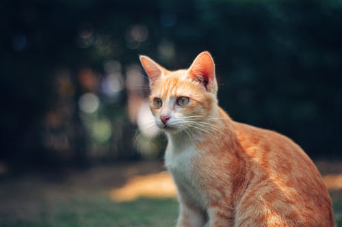 橙色虎斑猫摄影 · 免费素材图片