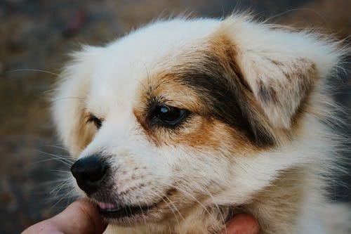 棕褐色和白色的小狗的特写摄影 · 免费素材图片