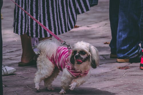 毛茸茸的狗的特写照片 · 免费素材图片