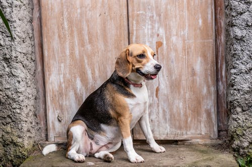 小猎犬在门旁边 · 免费素材图片