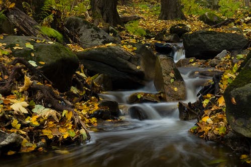棕色和绿色的树叶在河边 · 免费素材图片